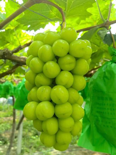 葡萄施用有机肥的功效和方法，你知道吗？
