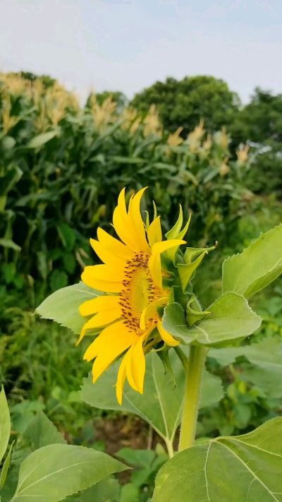 自己种的瓜果蔬菜没有使用农药。健康的蔬菜。