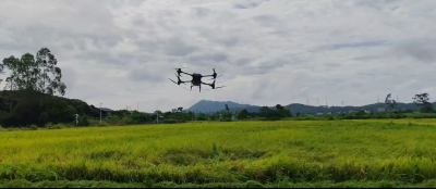 无人机吹水作业，抓住短暂的雨停时间，抢收稻谷！
