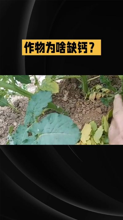 地里明明不缺钙，为啥农作物还会缺钙？