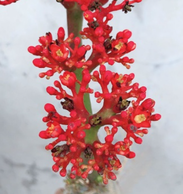 热销四季开花 佛肚海棠块根植物一物一拍 观花佛肚树多肉植物盆

本人长期经营百货