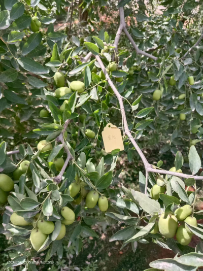这是棵黄化树，艾乐根处理，100毫升，树盘开浅沟（10㎝），兑水35斤冲施，埋沟。现在产量很棒