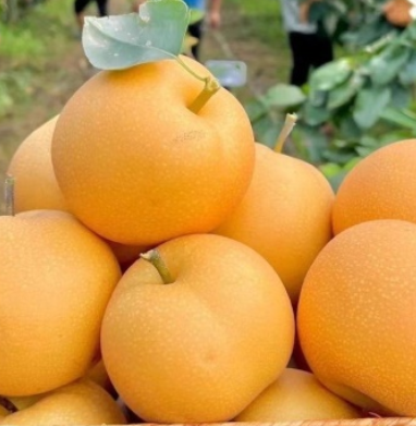 山东秋月梨新鲜甜薄皮超甜中大果梨子水果批发整箱正宗秋月梨，口感细腻甘甜，皮薄肉厚