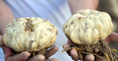 百合30斤
采购意向地：&nbsp;面向全国
送货地区：&nbsp;湖南长沙岳麓区
其他要求：&nbsp;寻求