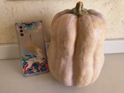 株洲市仙庾岭山脚下种植的有机生态金香蜜南瓜。喝山泉雨露长大，口感最是甜粉糯。对所