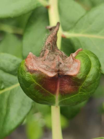 《蓝莓灰霉病防控全攻略：从识别到治理的科学指南》