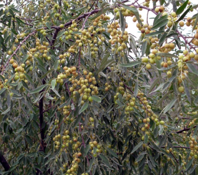 [采购/收购]沙枣&nbsp;200斤
采购意向地：&nbsp;面向全国
送货地区：&nbsp;山东
其他要求