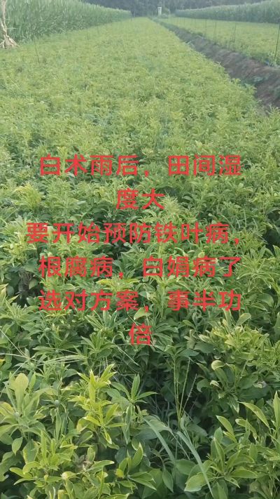 雨期过后白术病害要防治了
预防铁叶病，白娟病
现在也进入了膨大期
可以打膨大的