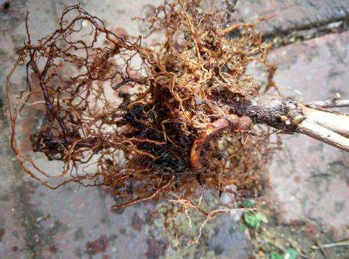 蓝莓根腐病由真菌引发，致根烂叶黄，需选抗病种、控水肥、用药物防治。