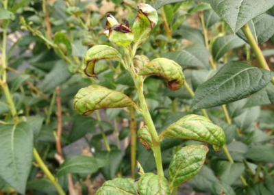 蓝莓蓟马微小难察，危害叶片嫩梢花果，需农物生化综合防治