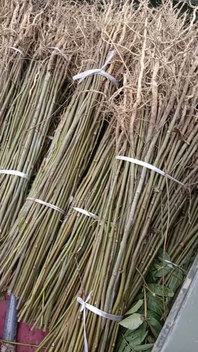 出售臭椿苗，药用连翘苗，科研五号优质种苗，2/5年苗，药用连翘树，挂果树，全国包邮到家！财富密码18534302961