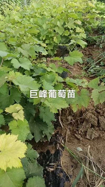 巨峰葡萄苗。一年扦插苗。需要联系。苗圃基地直销！需要联系18534302961