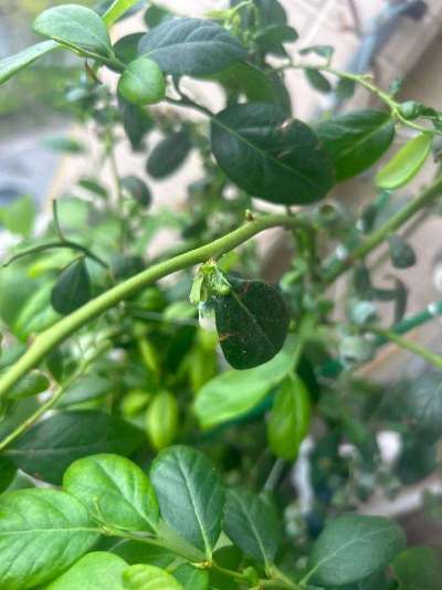 蓝莓白粉虱：从识别到防治的全指南