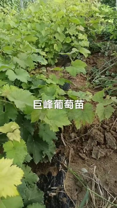 巨峰葡萄苗，优质种苗，一年扦插苗，需要联系18534302961