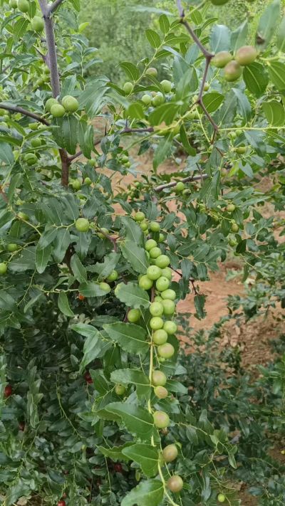 晋酸六号，药用酸枣高产苗。需要联系18534302961