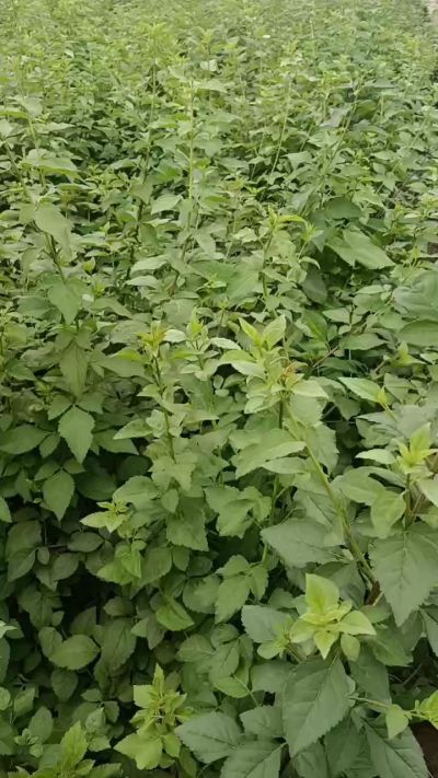 药用连翘苗，科研五号，需要联系18534302961