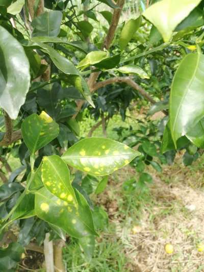 叶斑病，真菌感染