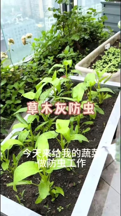 草木灰防虫，防根腐病
