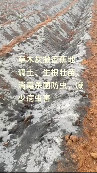 [太阳]纯植物草木灰源头厂家，草木灰广泛适用于各类农作物，是性价比很高的有机肥