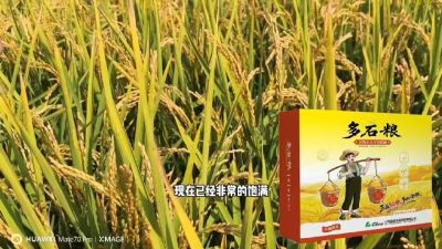 多石粮-谷物小分子有机酸，田间表现。
剑叶挺拔，灌浆饱，千粒重，上粮快。