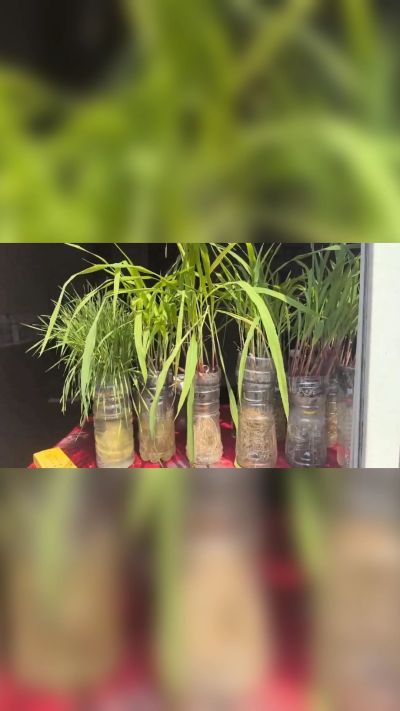 微生物菌剂，出厂前每克添加5亿微生物。最新实验生根育苗，保证不烧苗，促进毛细根增长，抑制病虫害，疏松土壤，保水保肥。近期需要用肥的老板提前联系，19331068337微信同步。