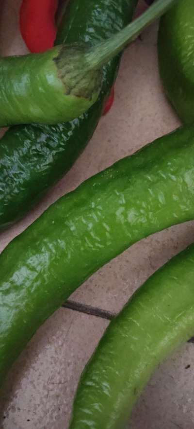 今年的辣椒又丰收了