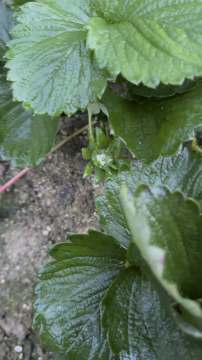 控不住就坏，控好了，比二冷冻快