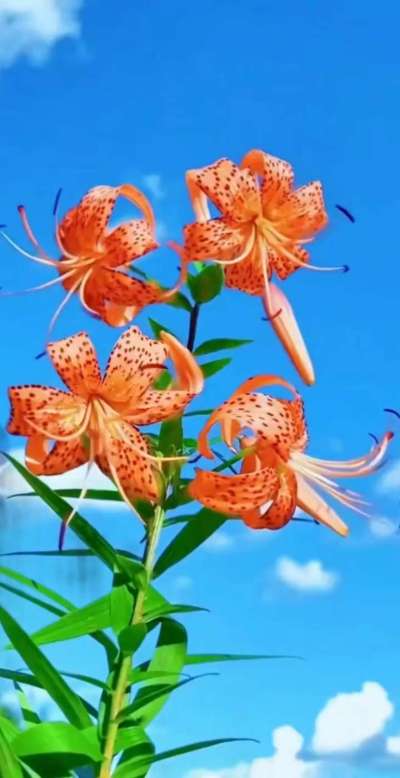 美丽的花散发幻清香，难己释怀。