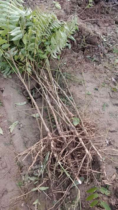 出售臭椿苗，巨峰葡萄苗。药用连翘苗，科研五号优质种苗，2/5年苗，药用连翘树，挂果树，全国包邮到家！财富密码18534302961