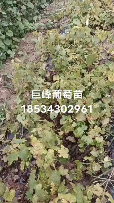 出售早熟巨峰葡萄苗。药用连翘苗，科研五号优质种苗，2/5年苗，药用连翘树，挂果树，全国包邮到家！财富密码18534302961
