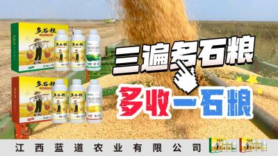 冬季种植，油菜，小麦，草莓等作物的，出现了除草剂药害，黄叶，僵苗，苗不长等问题，马上用多石粮，确保5天见到效果。