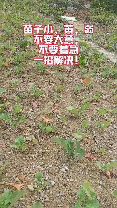 油菜苗子弱苗子小，就用多石粮，5天见效果。