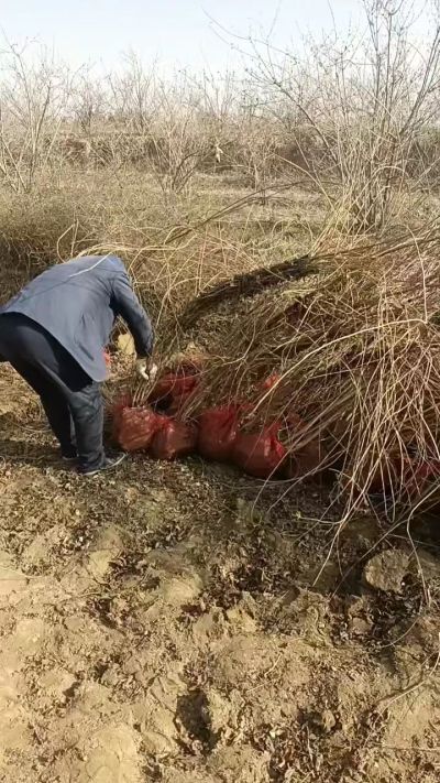 出售药用连翘苗，科研五号优质种苗，2/5年苗，药用连翘树，挂果树，全国包邮到家！财富密码18534302961出售药用连翘苗，科研五号优质种苗，2/5年苗，药用连翘树，挂果树，全国包邮到家！财富密码1