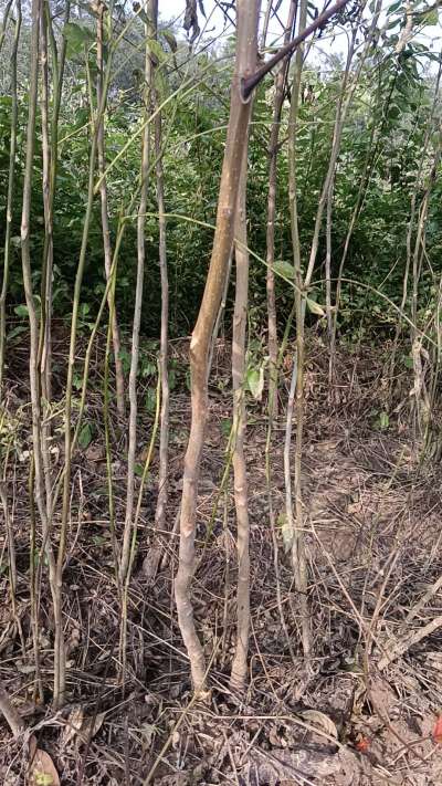 出售臭椿苗，巨峰葡萄苗。药用连翘苗，科研五号优质种苗，2/5年苗，药用连翘树，挂果树，全国包邮到家！财富密码18534302961