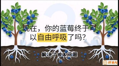 第3节：别把树&ldquo;憋死&rdquo;&mdash;&mdash;正确的定植与换盆手法,   课程：《蓝莓&ldquo;高产&rdquo;实战课：从选苗到丰收的10个关键点》