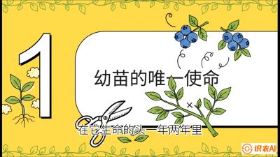 第6节：修剪决定产量（上）&mdash;&mdash;幼苗期与生长期修剪， 课程：《蓝莓&ldquo;高产&rdquo;实战课：从选苗到丰收的10个关键点》