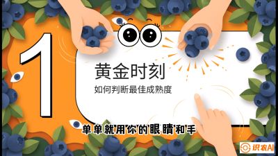 第10节：完美的&ldquo;果粉&rdquo;&mdash;&mdash;采摘时机与保鲜， 课程：《蓝莓&ldquo;高产&rdquo;实战课：从选苗到丰收的10个关键点》