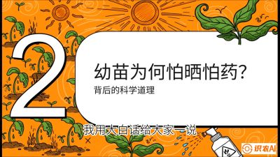 第02节：幼树管理&mdash;&mdash;&ldquo;防晒又防草，树势起得早&rdquo;，课程：《槟榔种植：从不懂到精通的10堂必修课》