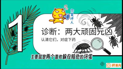 第06节：顽固虫害防治&mdash;&mdash;&ldquo;钻心虫与红蜘蛛，打准时间才服输&rdquo;《槟榔种植：从不懂到精通的10堂必修课》