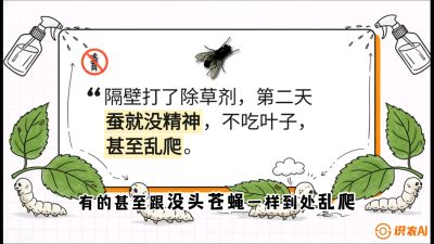 第05节：养蚕人的&ldquo;排雷战&rdquo;&mdash;&mdash;除草剂的生死禁忌，课程：《桑海淘金：桑树高产与蚕桑安全进阶实战课》