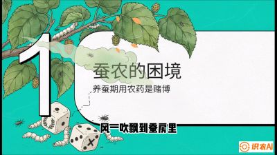 第06节：虫口夺叶（上）&mdash;&mdash;物理与生物防控绝技，课程《桑海淘金：桑树高产与蚕桑安全进阶实战课》
