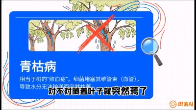 第08节：看不见的杀手&mdash;&mdash;青枯病与萎缩病，课程：《桑海淘金：桑树高产与蚕桑安全进阶实战课》