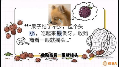 第10节：甜蜜的科学&mdash;&mdash;膨大、增甜与转色，课程：《桑海淘金：桑树高产与蚕桑安全进阶实战课》