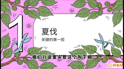 第11节：叶果双收&mdash;&mdash;特殊的夏伐与冬伐，课程：《桑海淘金：桑树高产与蚕桑安全进阶实战课》