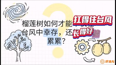 第四节：中国榴莲突围战：为生存重塑权型，抗台风矮化栽培与力学牵引，课程：《国产榴莲突围战：从泰国经验到中国实操的8堂必修课（高阶实战版）》