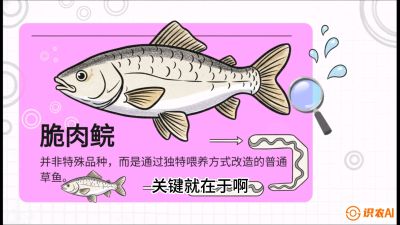 第六节：【老品升级&middot;脆肉鲩】如何让草鱼身价翻倍？，课程：《黄金鳞甲：2025中国淡水鱼高效养殖实战营》