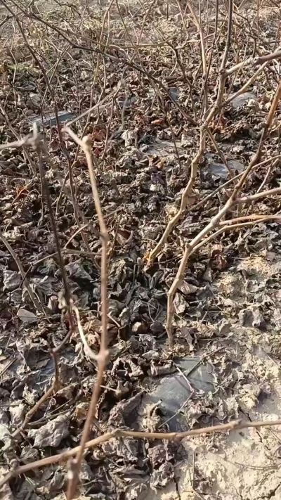 出售巨峰葡萄苗。药用连翘苗，科研五号优质种苗，2/5年苗，药用连翘树，挂果树，全国包邮到家！财富密码18534302961