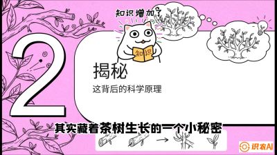 第04节（修剪篇）：树势复活术：从&ldquo;越剪越弱&rdquo;到&ldquo;枝繁叶茂&rdquo;的能量管理与夏秋茶逆袭，课程：《茶金时代：从&ldquo;看天吃饭&rdquo;到&ldquo;精准控局&rdquo;的茶叶高产提质实战课》