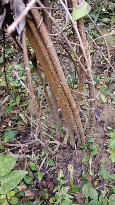 出售药用连翘苗，科研五号优质种苗，2/5年苗，药用连翘树，挂果树，全国包邮到家！财富密码18534302961出售药用连翘苗，科研五号优质种苗，2/5年苗，药用连翘树，挂果树，全国包邮到家！财富密码1