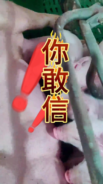 小猪抢不到奶，干瘦不长肉？成活率总上不去？😭
自从用上南商农科这款仔猪补奶机，再也没这烦恼！
✅ 一键设置下料参数，新手也能上手
✅ 恒温补奶，小猪抢着喝，长势超均匀
从车间精工组装到猪场落地使用，每